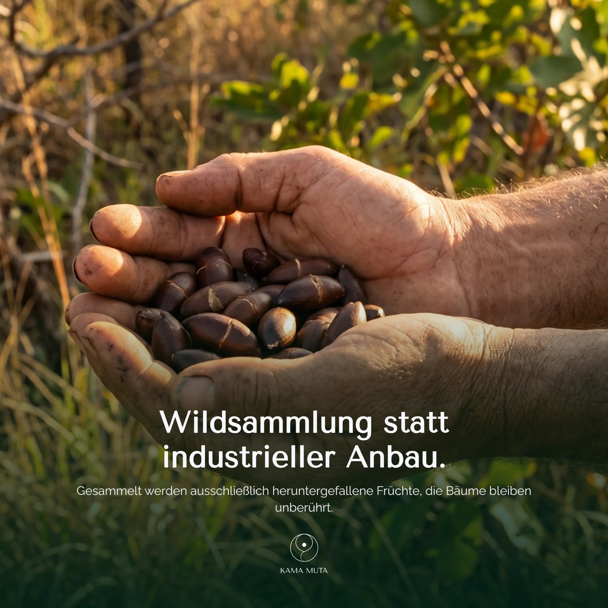 Geröstete Baru-Nüsse – Protein-Snack aus dem Cerrado